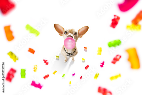 dog eating sweet candies or chewing bubble gum