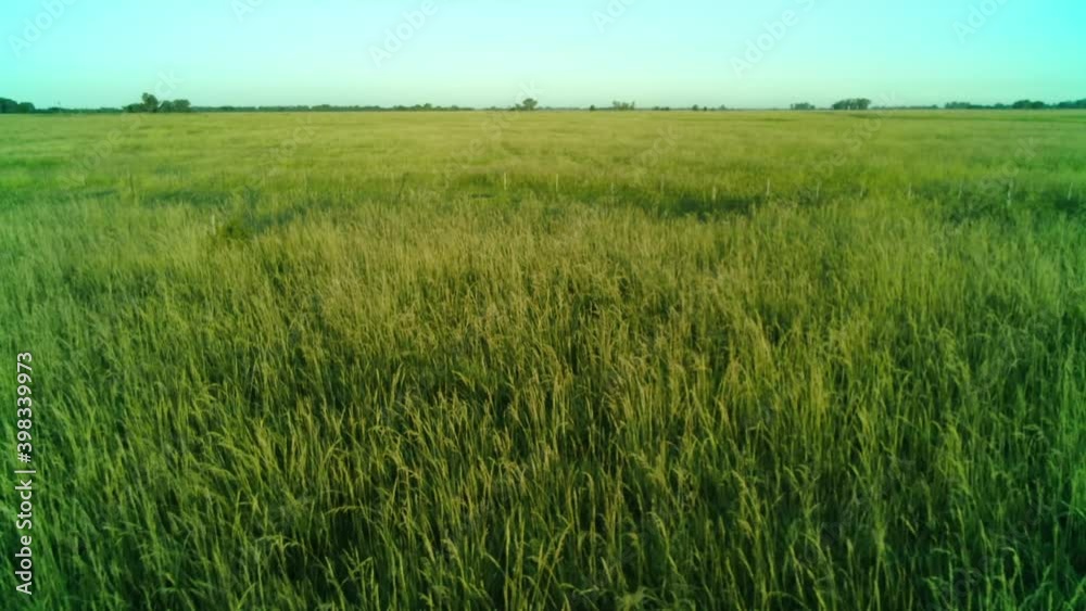 Video a baja altura, sobre un campo de agricultura, pasando cerca de los alambrados, en una zona rural.