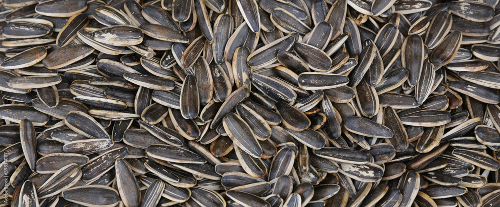 sunflower seeds background sunflower seeds background