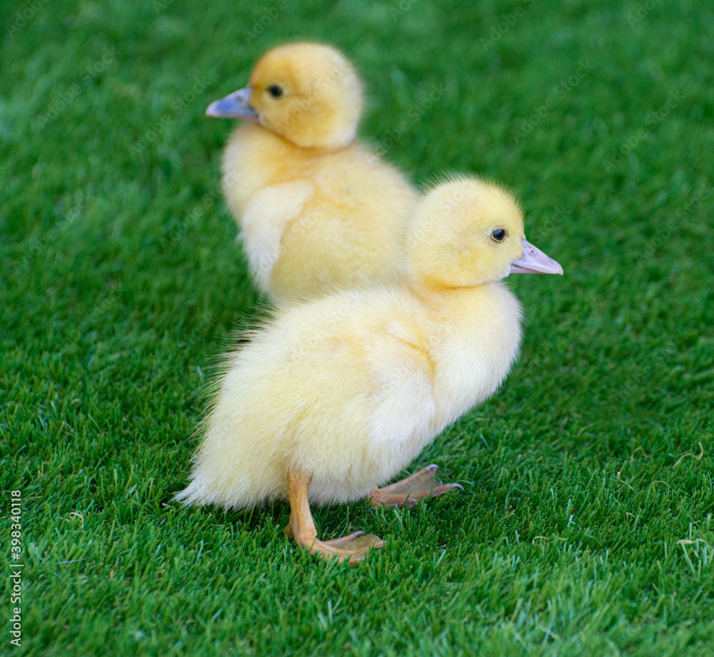 Two little ducklings on the grass