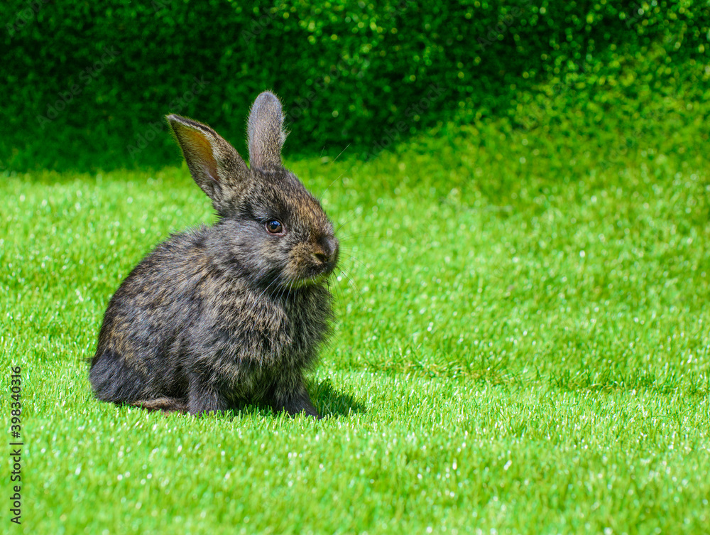 Little rabbit on green grass