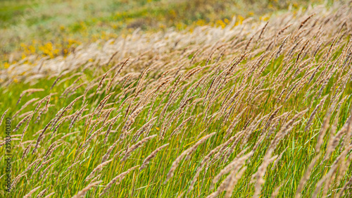 ears of grasses in a meadow on a hillside.