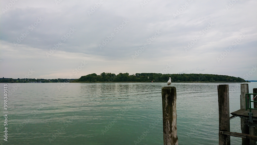 The gull sits on a wooden pole protruding from the water