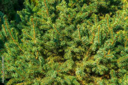 background of green moss © Светлана Трубаева