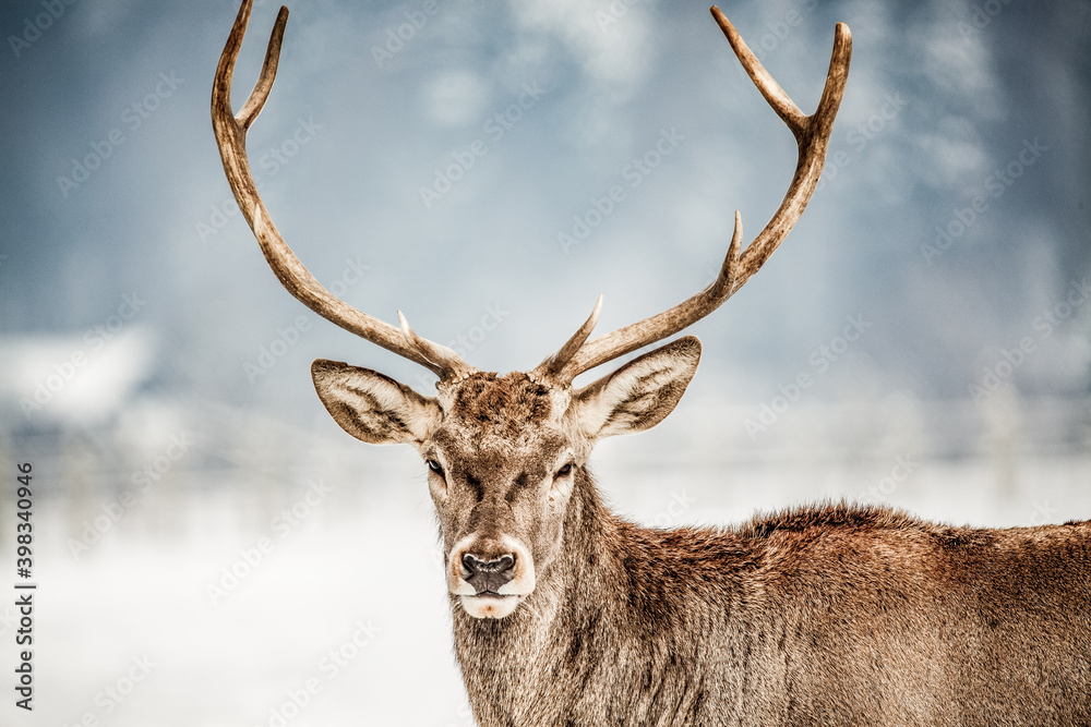 noble deer male in winter snow noble deer male in winter snow