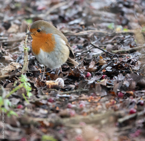 robin redbreast amongst berry strewn earth