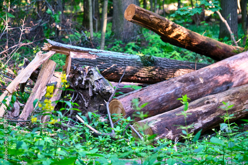 Fototapeta Naklejka Na Ścianę i Meble -  harvested logs for firewood in the forest. master plan
