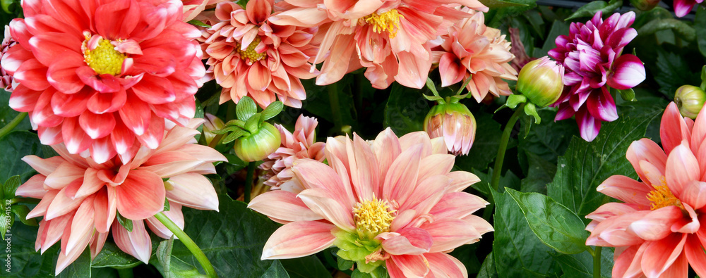 close-up colorful flowers on background close-up colorful flowers on background
