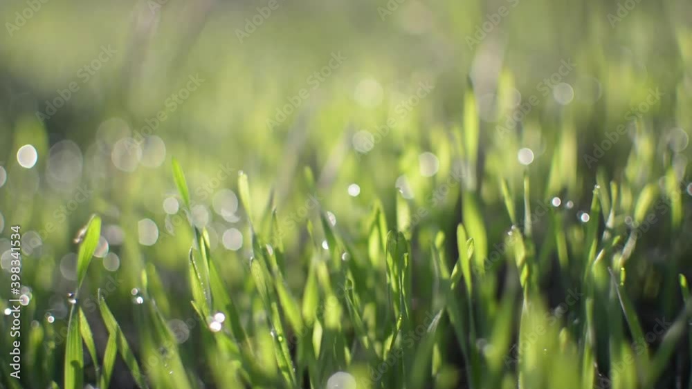 Grass with dewdrops in the morning. Water drops fall on the green nature moss. Wet macro plant. Grass with dewdrops in the morning. Water drops fall on the green nature moss. Wet macro plant.