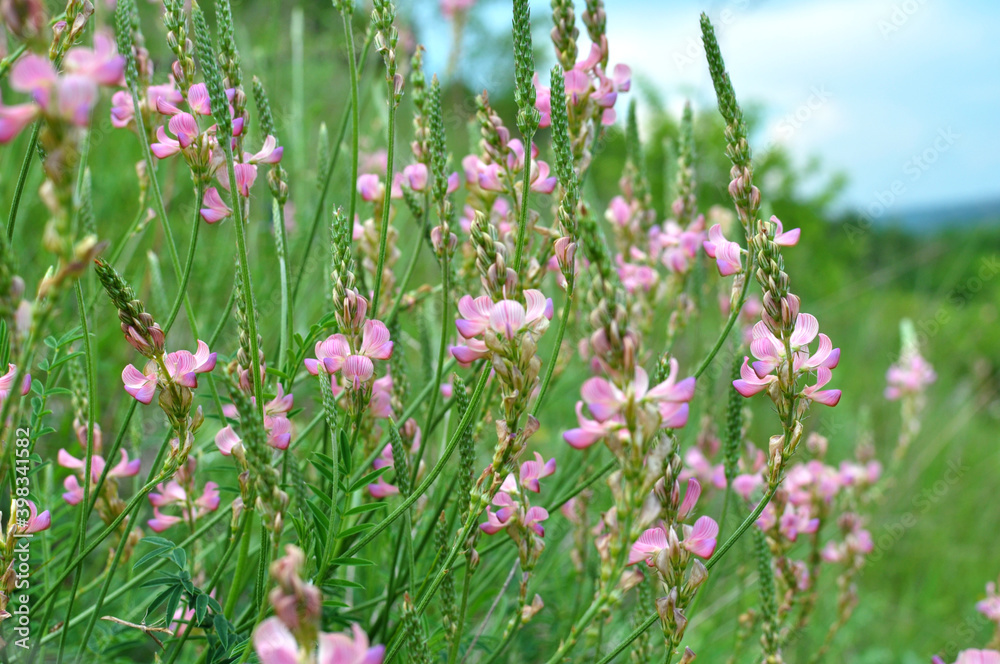 Obraz premium In the meadow among the herbs blooms sainfoin (onobrychis).