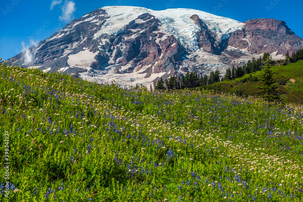 Fototapeta premium Mountain Rainier from the Skyline Trail, Paradise Valley, Mt Rainier National Park, Washington