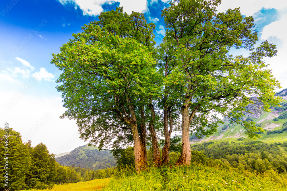 Beautiful scene at Caucasus mountains with trees