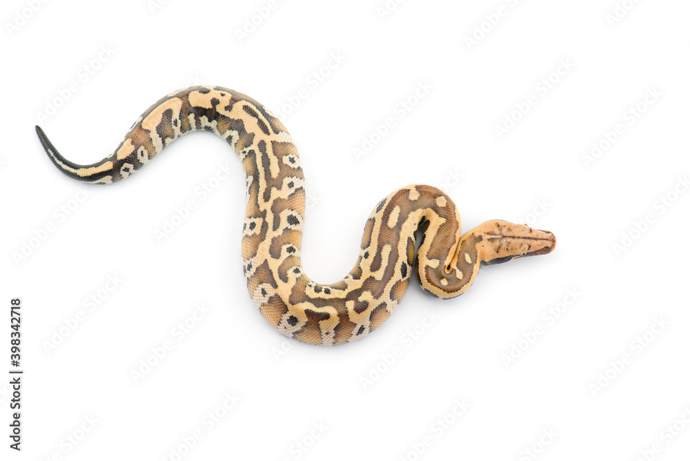 Sumatran Short Tail Python isolated on white background Sumatran Short Tail Python isolated on white background