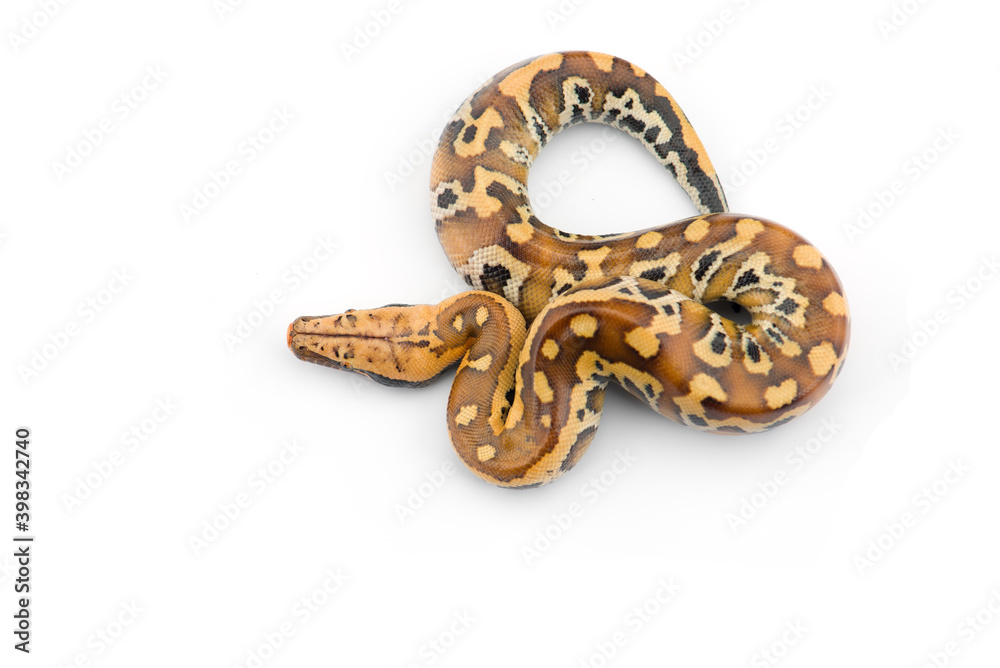 Sumatran Short Tail Python isolated on white background Sumatran Short Tail Python isolated on white background