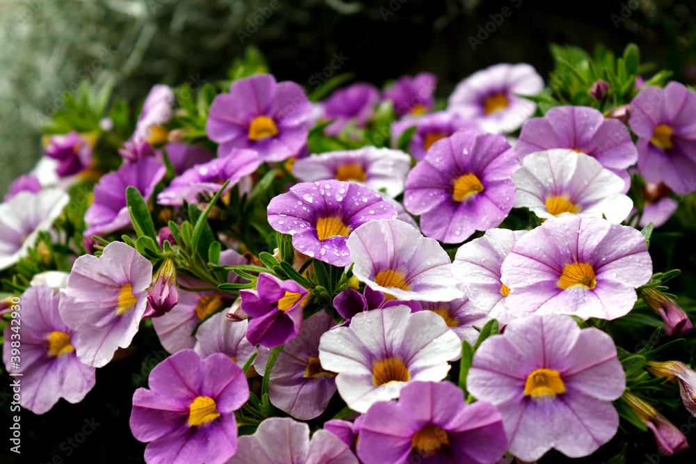 Beautiful flowers with water droplets on a flower bed in a city garden. Selective focus. Beautiful flowers with water droplets on a flower bed in a city garden. Selective focus.