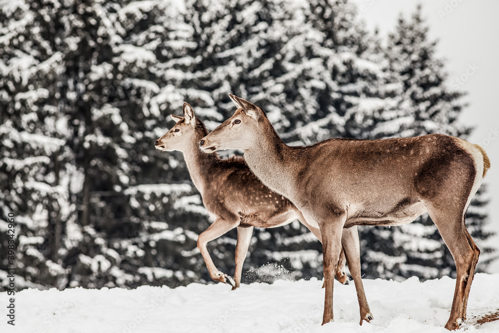 Fototapeta premium roe deer in winter snow