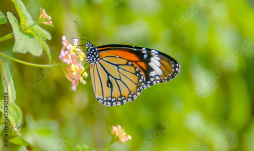 Danaus genutia Striped tiger butterfly © animesh