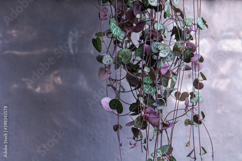 String of Hearts, Rosary Vine, Chain of Hearts, Hearts-on-a-string, sweetheart vine (Ceropegia woodii, Ceropegia linearis ssp. woodii)