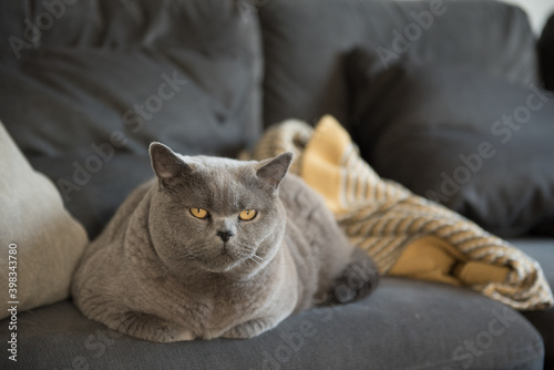 A British Short Hair cat lies on a couch beside a blanket and a cushion in Edinburgh, Scotland, UK, while looking at the camera with a serious face.
