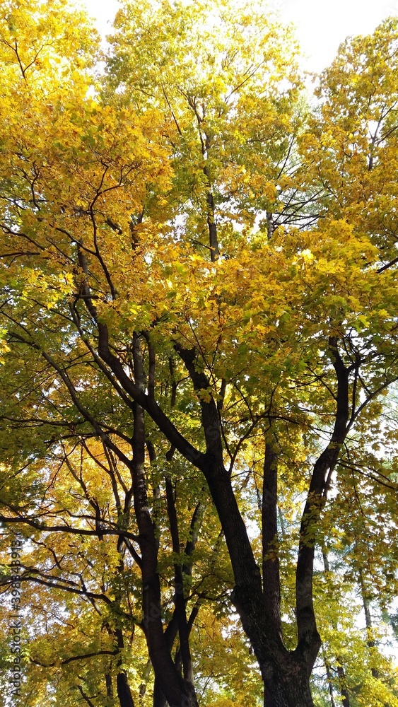 autumn in the park autumn in the park