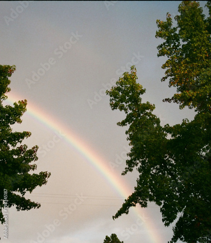 rainbow in the forest
