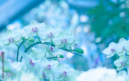 Abstract texture background flowers bokeh blue