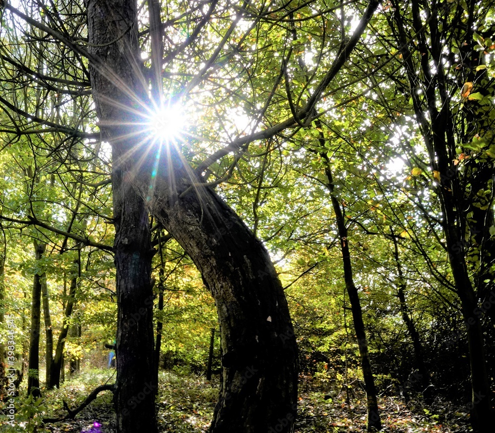 Obraz premium sunlight star burst through a twisted tree trunk in green woodland