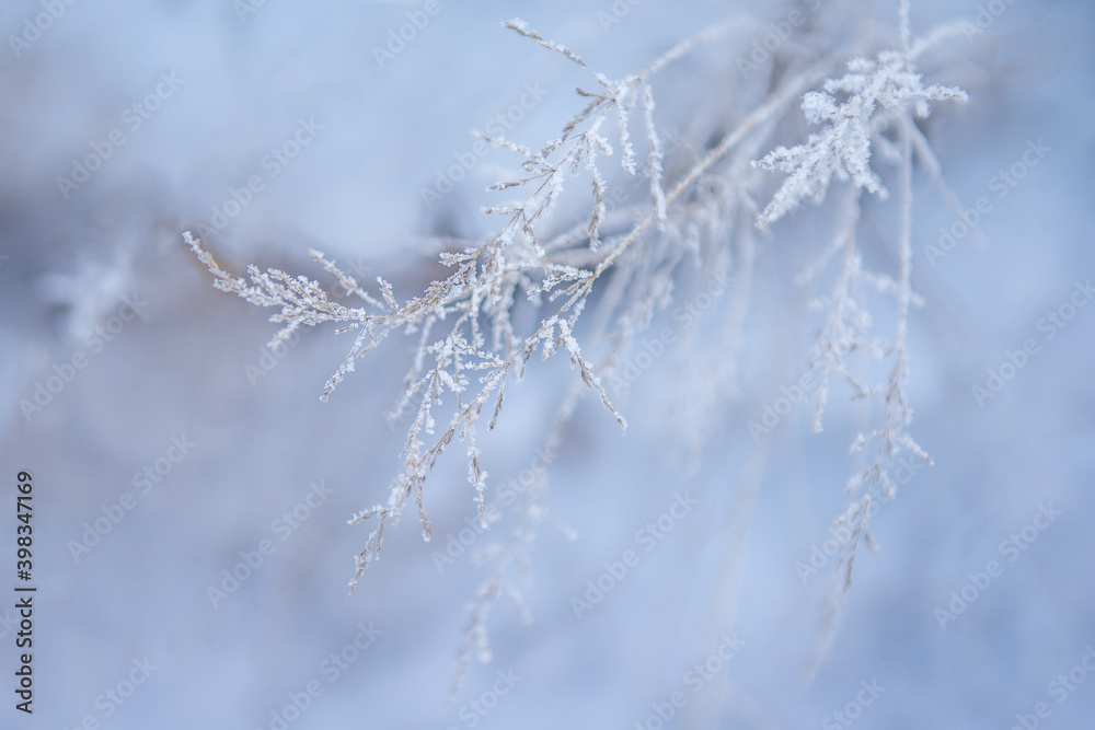 A brush of dry grass, covered with crystals of frost, against a background of a snowdrift in blue tones