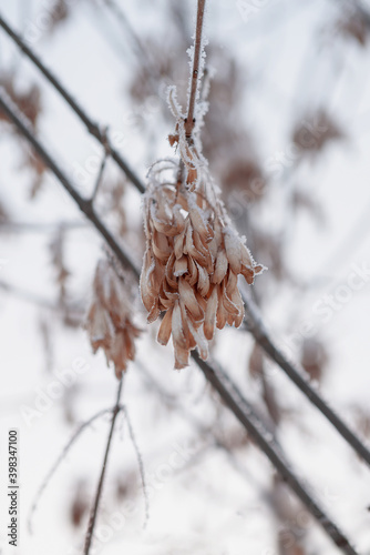 Bunch of hoarfrost ash earrings in winter forest