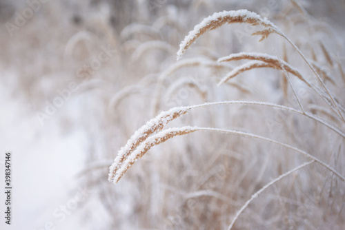 Dry yellow herbs in hoarfrost in a snowdrift