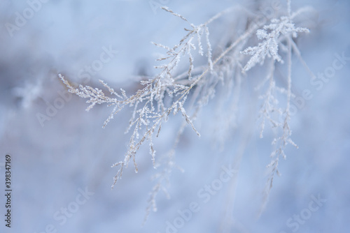 A brush of dry grass, covered with crystals of frost, against a background of a snowdrift in blue tones © Larisa