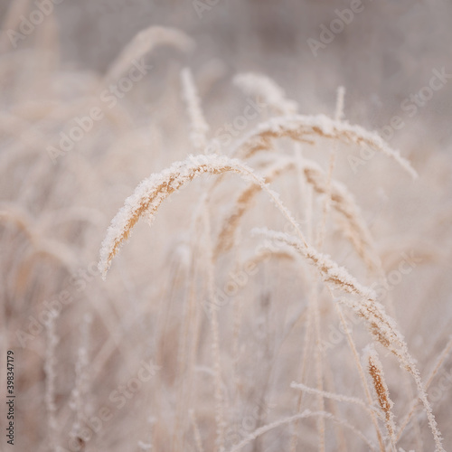 Dry grasses bent under the snow in hoarfrost