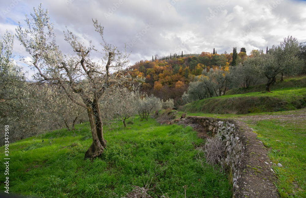 scenic view of an agricultural field with olive tree and hills in autumn colors in Tuscany scenic view of an agricultural field with olive tree and hills in autumn colors in Tuscany