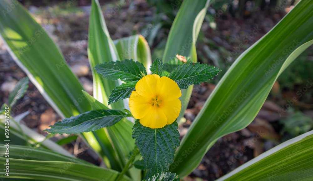 Fototapeta premium Image of yellow flowers with green stems