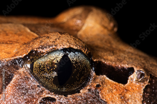 Close up of Fleay's Barred Frog