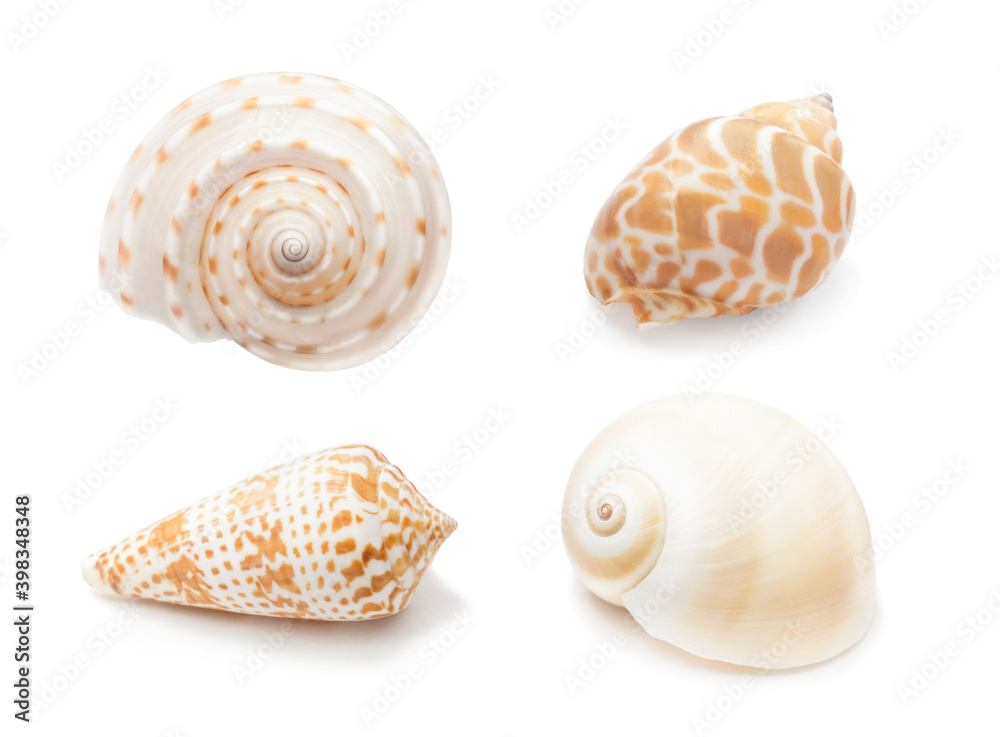 Fototapeta premium Realistic spiral shell art with natural neutral colors on a white background from the ocean