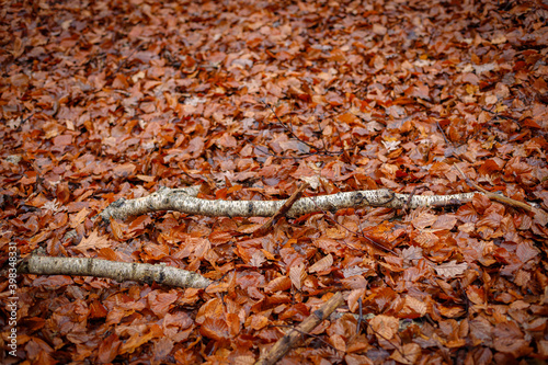 Fototapeta Naklejka Na Ścianę i Meble -  Brzozowe patyki leżące na warstwie liści w lesie