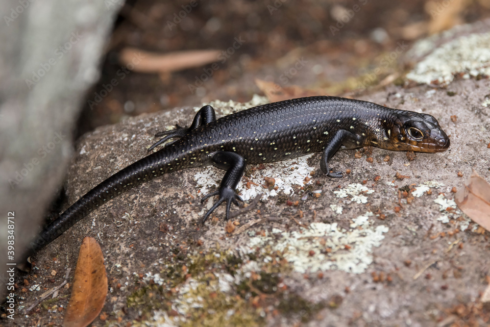 Naklejka premium Juvenile Land Mullet basking on a rock