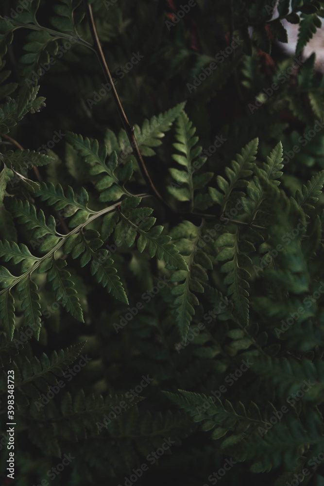 Fototapeta premium Fern in the forest