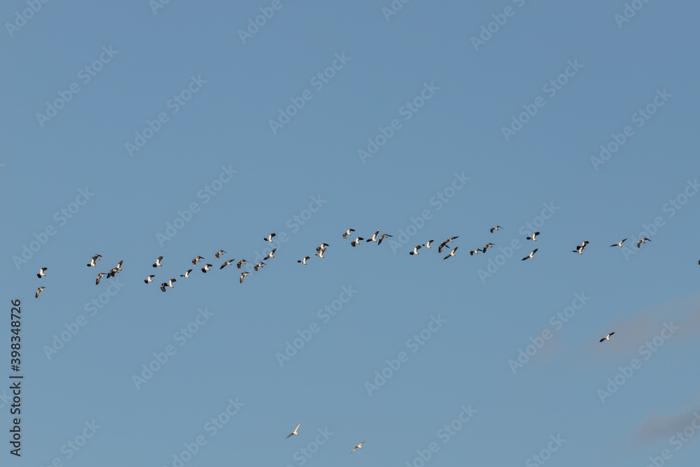flock of lapwings