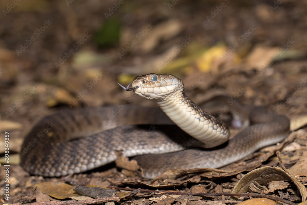 Fototapeta premium Highly venomous Rough-scaled Snake with tongue flickering