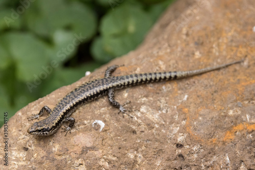 Dark Barsided Skink Basking on rock