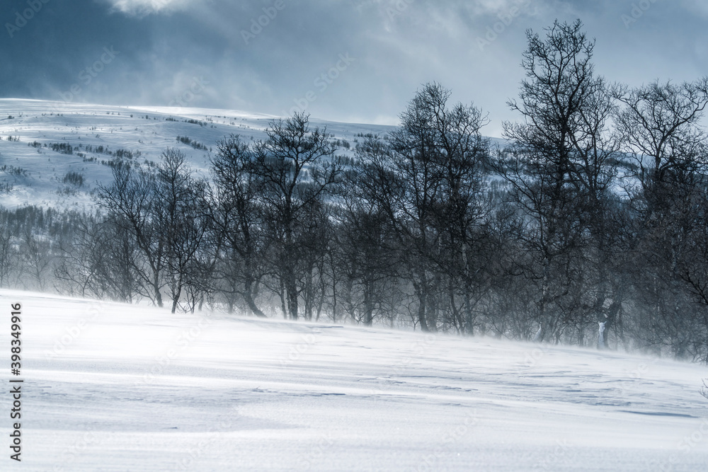Fototapeta premium Mountain snow drift in Swedish Lapland. Sunny day, high mountain range with wild arctic birch forest at the lower level. High speed clouds and drifting snow. Scandinavian mountains.