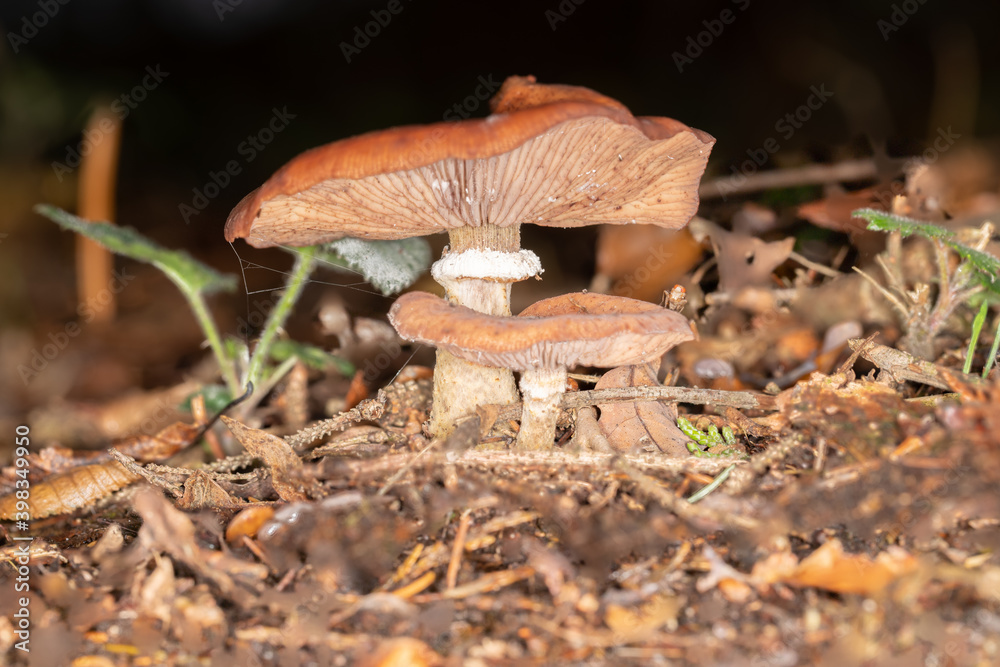 Fototapeta premium woodland mushroom 7