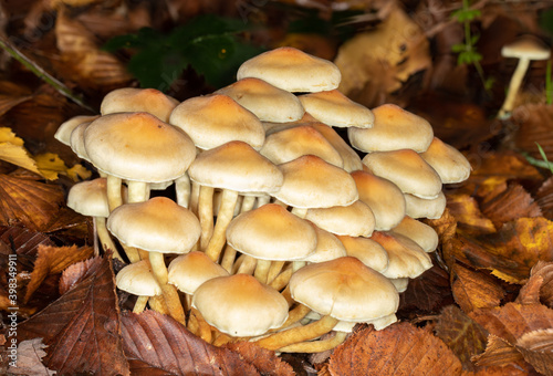woodland mushroom 9