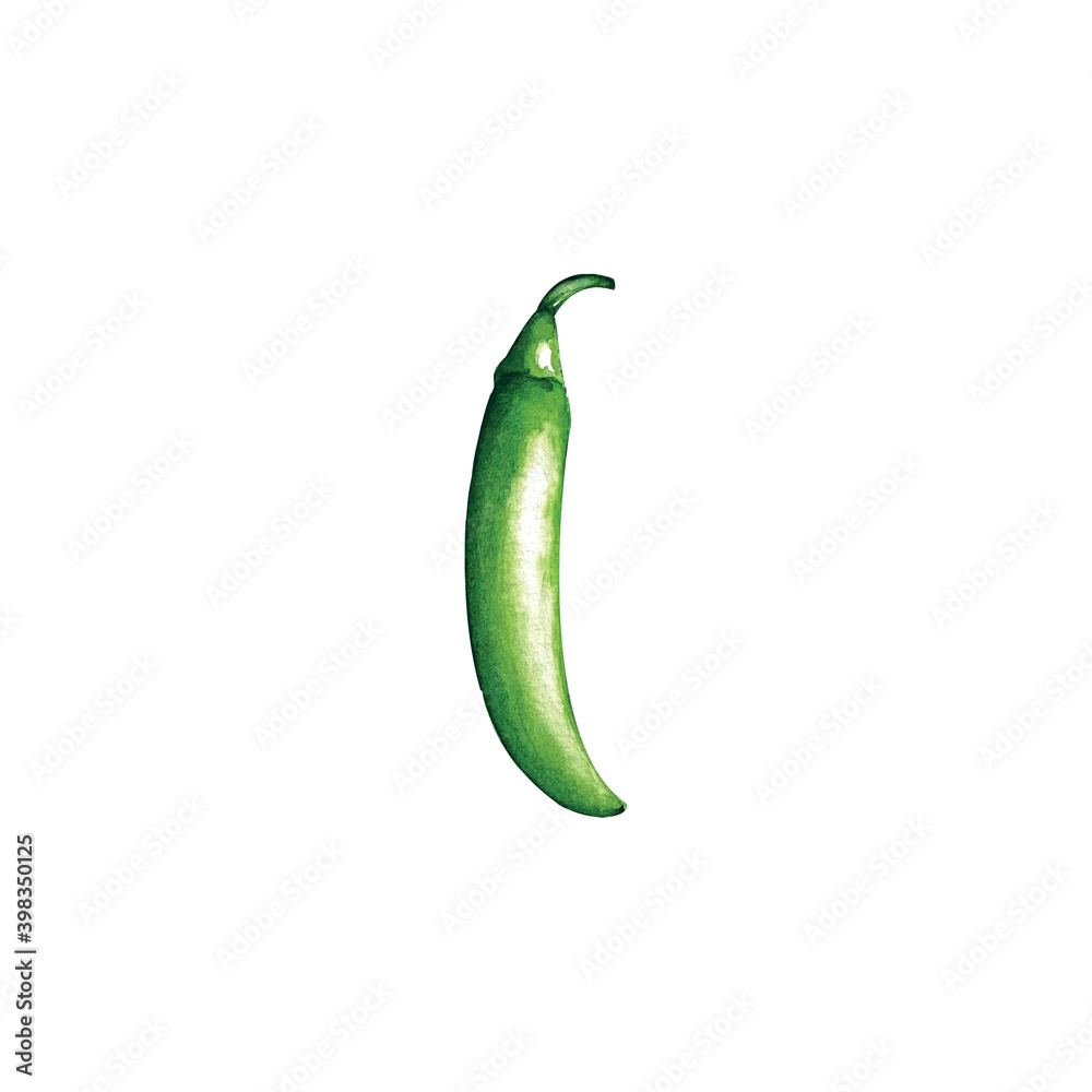 Watercolor green chilly pepper on white background Watercolor green chilly pepper on white background