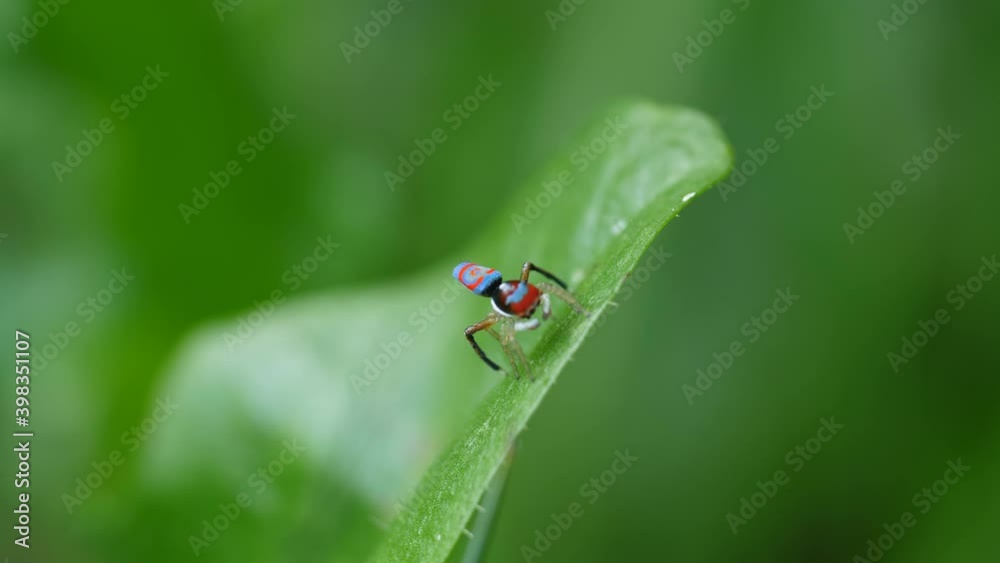 maratus splendens starting to perform a courtship display- M. splendens is an australian peacock spider maratus splendens starting to perform a courtship display- M. splendens is an australian peacock spider