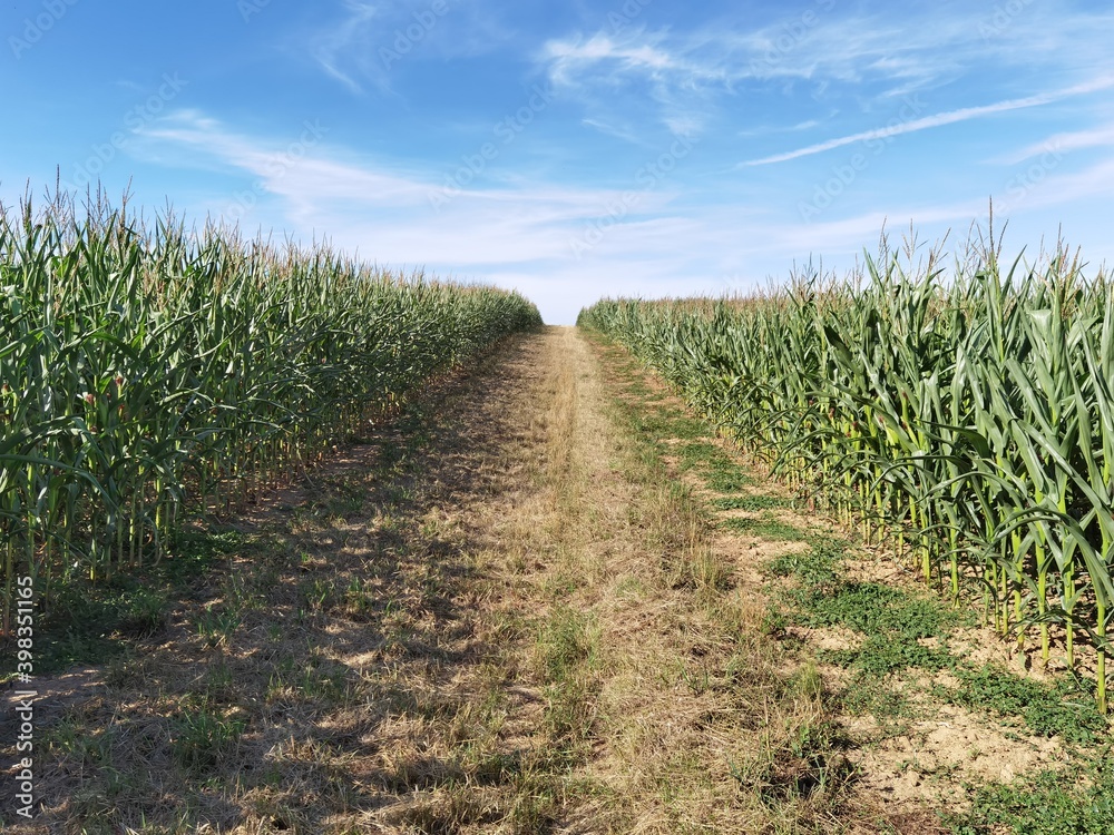 Feldweg umringt von Maisfeldern