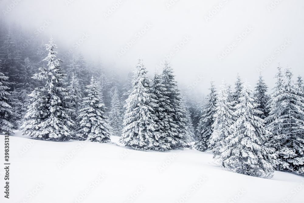 snow covered fir trees magical Christmas background