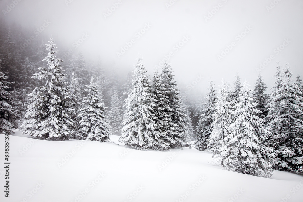snow covered fir trees magical Christmas background snow covered fir trees magical Christmas background